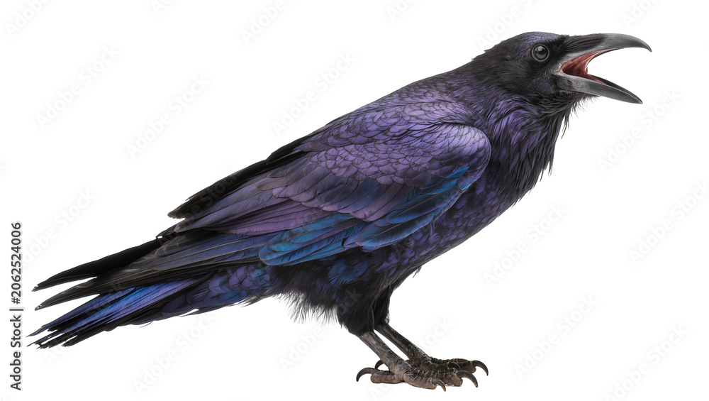 Obraz premium Iridescent purple raven with open beak