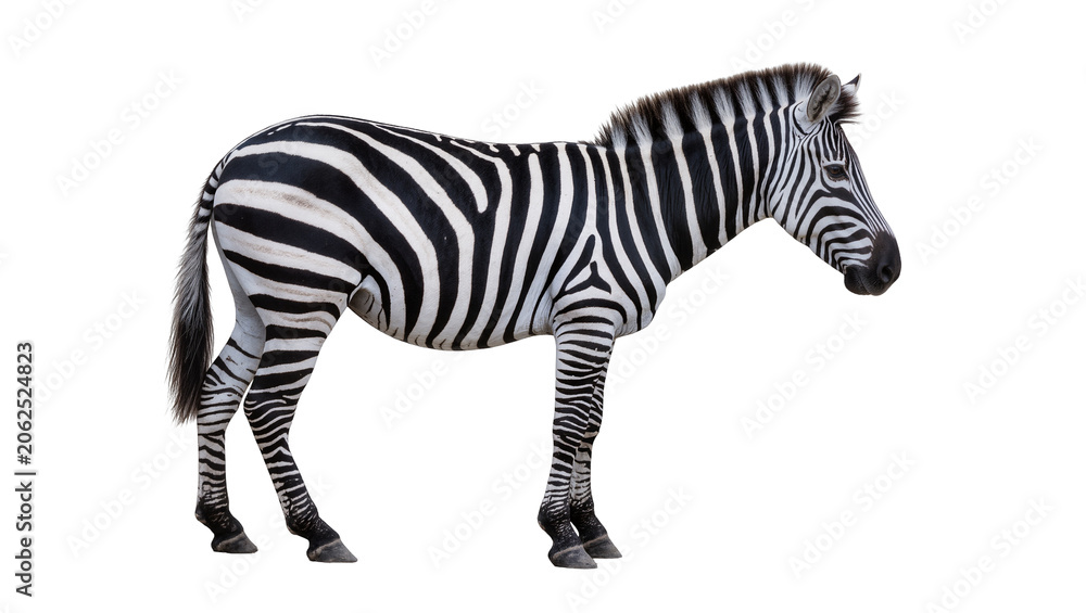 Obraz premium Zebra standing profile view black and white stripes