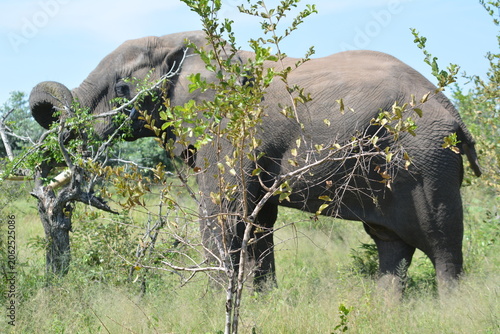 Fotografie elephants in the wild
