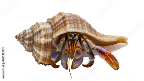 Tableau sur toile Hermit crab with colorful claws emerging from a spiral seashell