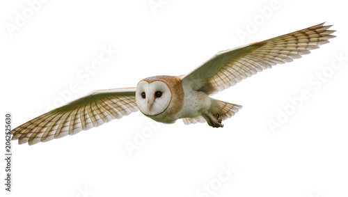 Foto Barn owl with wings spread flying forward