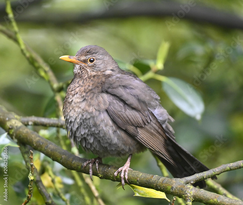 Weibliche Amsel
