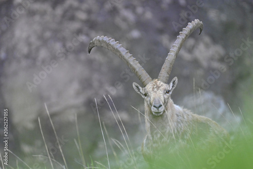 Alter Steinbock