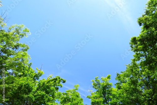 初夏の公園の欅と青空