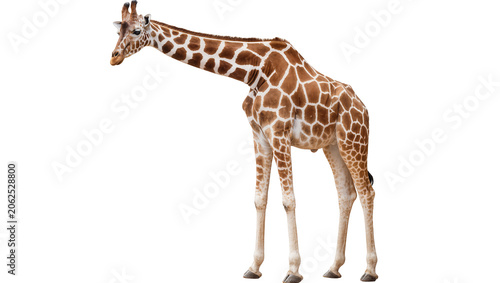 Canvas-taulu Giraffe with brown and white patterned coat standing