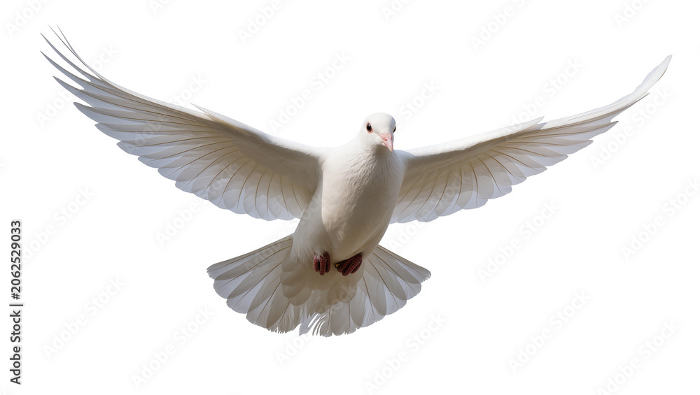 Obraz premium White dove bird flying with wings spread wide