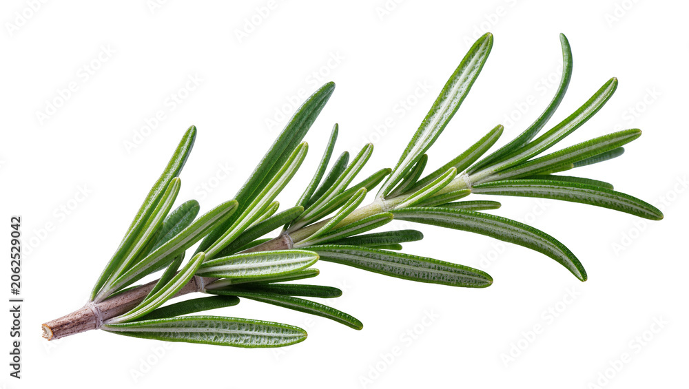 Fototapeta premium Fresh rosemary sprig with green needle-like leaves