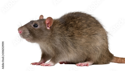 Canvastavla Brown rat with pink nose and ears, side view