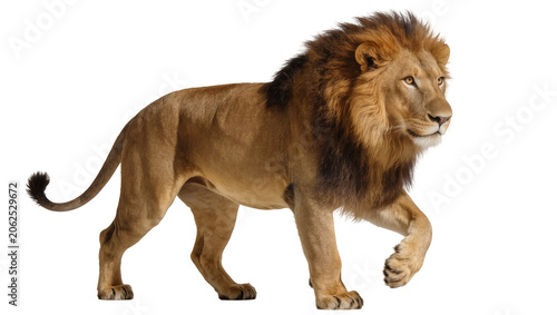 Foto Majestic male lion with full mane walking confidently