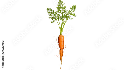 Bild auf Leinwand Fresh orange carrot with green leafy tops and roots