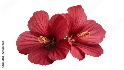 Obraz na plátne Two Red Hibiscus Flowers with Yellow Stamens