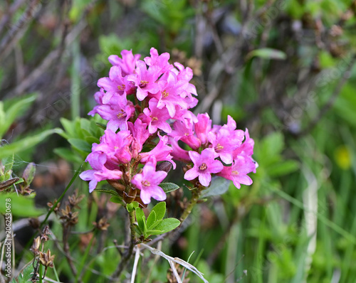 Alpenrosen