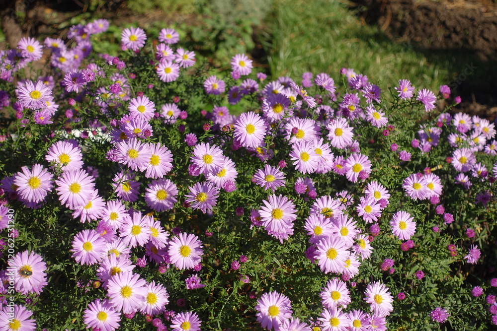 Obraz premium Light pink flowers of Michaelmas daisies in October