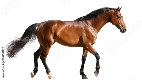 Bild auf Leinwand Brown horse with black mane and tail walking