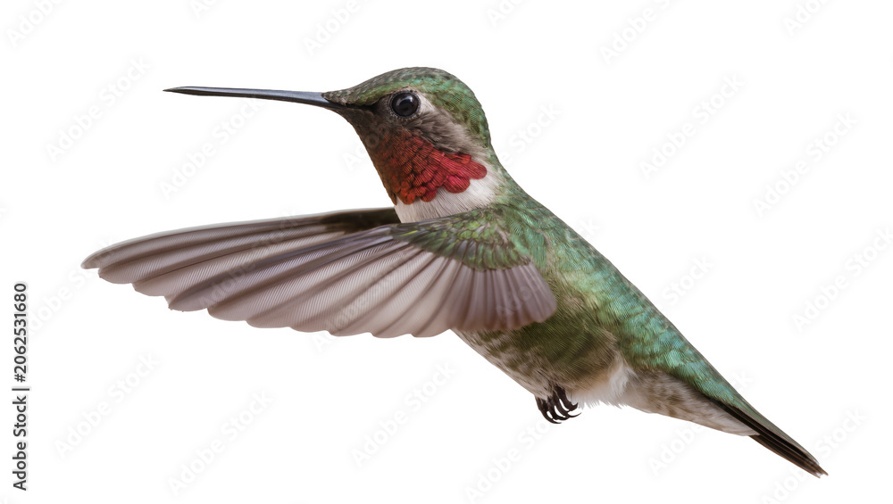 Fototapeta premium Male Ruby-throated Hummingbird in flight with wings spread