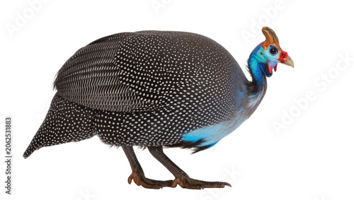 Tableau sur toile Helmeted Guinea Fowl with blue neck and red wattle