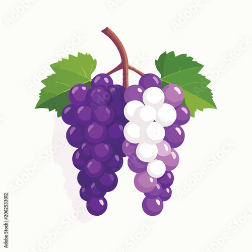 Fresh delicious purple and white grape clusters with green leaves illustration.