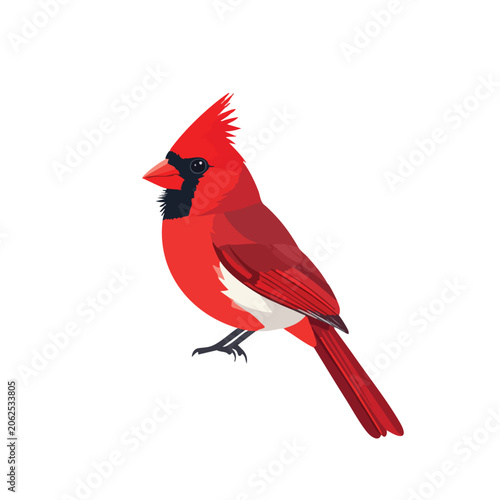 Vibrant red cardinal bird illustration isolated on white background.