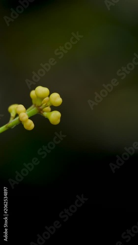 Close Up of a Green Plant Bud Isolated on White Background