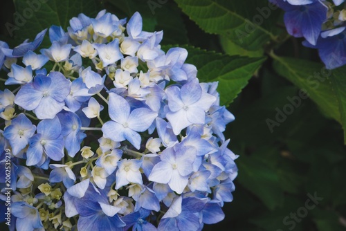 Fotografia Beautiful blue hydrangea flower, rainy season image with copy space