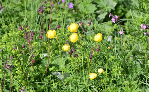 Blumenwiese