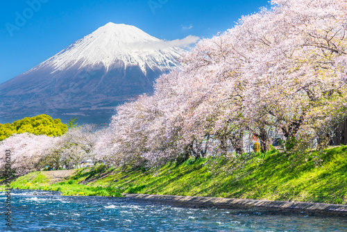 Obraz na płótnie 静岡の観光名所「龍巌淵」の絶景 潤井川から見る桜並木と富士山【静岡県・富士市】