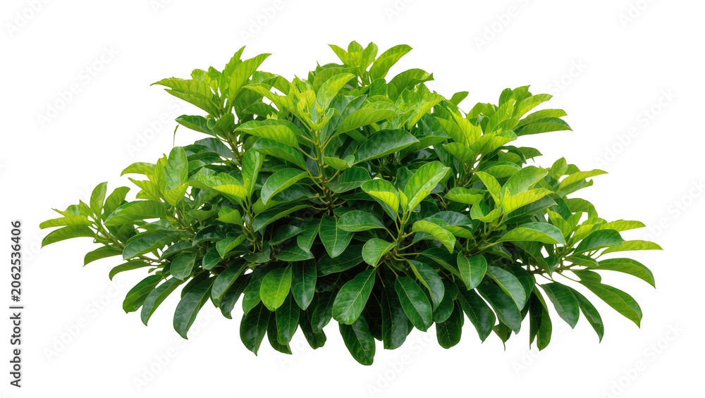 Obraz premium Lush green shrub with dense foliage and oval leaves