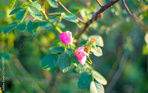Pink rose hip flowers are blooming