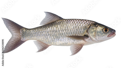 Fotografija Silver fish with scales and fins, side view