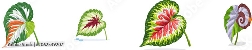 A flat vector illustration of an exotic Rex Begonia leaf showcases its striking asymmetrical spiral swirl pattern with vibrant burgundy, silver, and green variegation against a solid white background