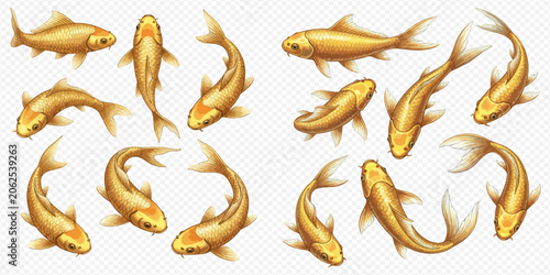 Fotografie Set of golden koi carps, top view of Japanese fish, isolated on transparent background