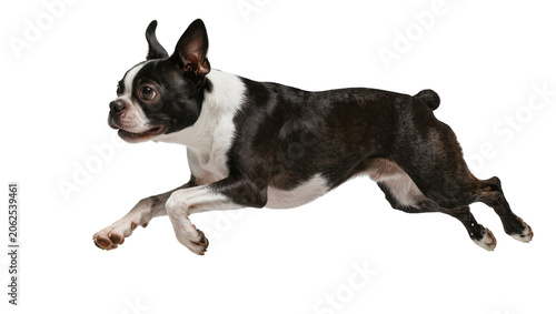 Obraz na plátně Boston Terrier dog running with ears up and tail curled