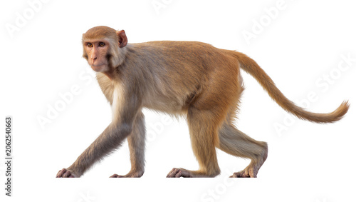 Quadro su tela Rhesus macaque monkey walking on white