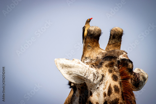 Canvas Print Red-billed oxpecker sitting on a giraffes head
