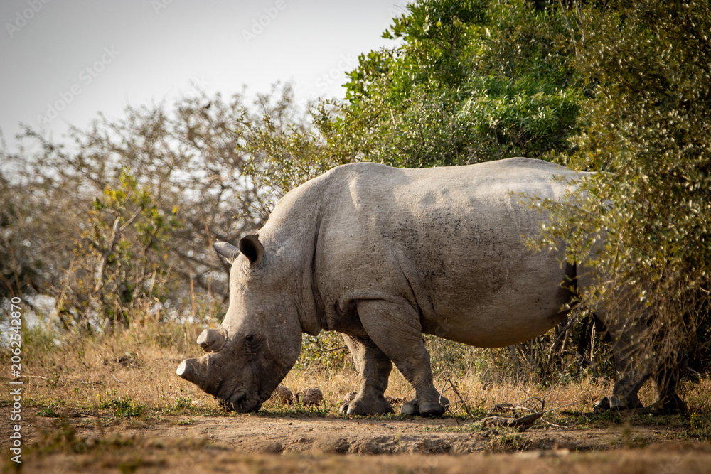 Obraz premium white rhino in the wild, dehorned