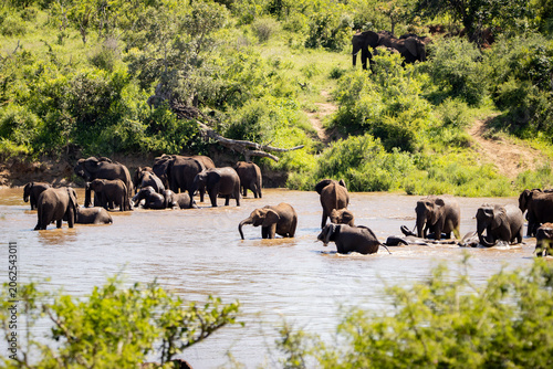 herd of elephants crossing a river, playing and swimming