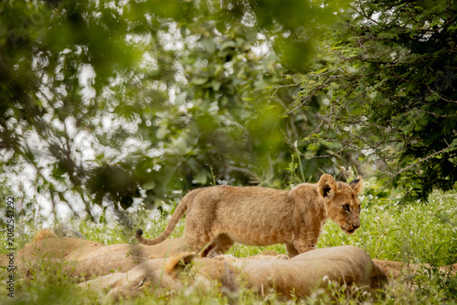Bild auf Leinwand lion cub in the savannah