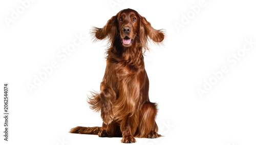 Fotografie Irish Setter dog sitting with tongue out and ears flying