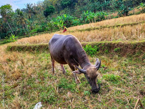 A grup of large water buffalo grazing in a field. Life of buffalo countryside. Selective focus.
