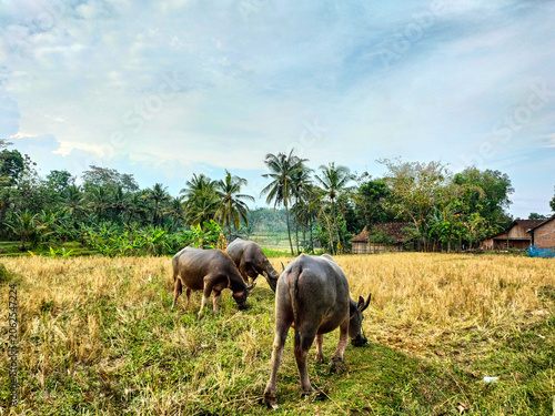 A grup of large water buffalo grazing in a field. Life of buffalo countryside. Selective focus.
