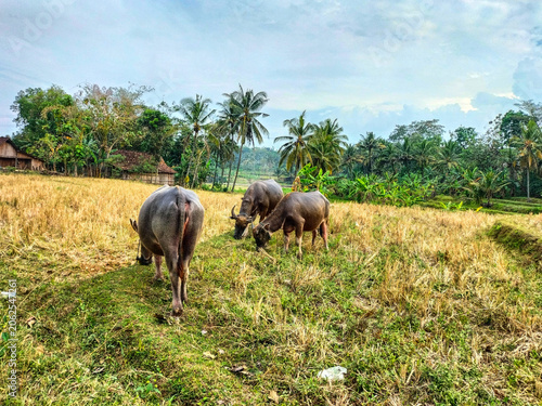 A grup of large water buffalo grazing in a field. Life of buffalo countryside. Selective focus.
