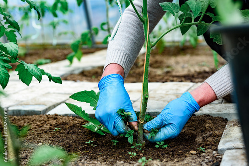 Konstfotografi Gardener removing tomato leaves and stepchildren
