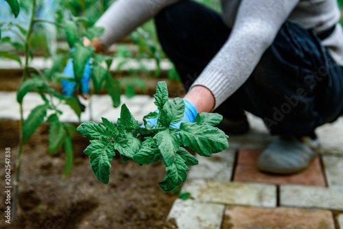 Fényképezés Gardener removing tomato leaves and stepchildren