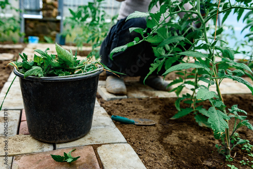 Canvas Print Gardener removing tomato leaves and stepchildren