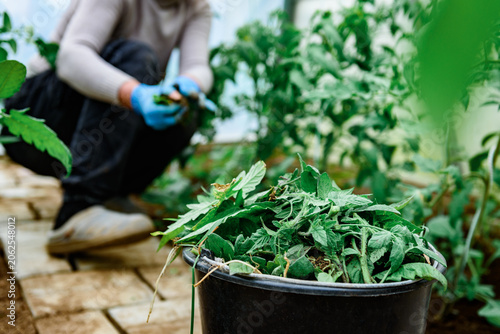 Obraz na plátne Gardener removing tomato leaves and stepchildren