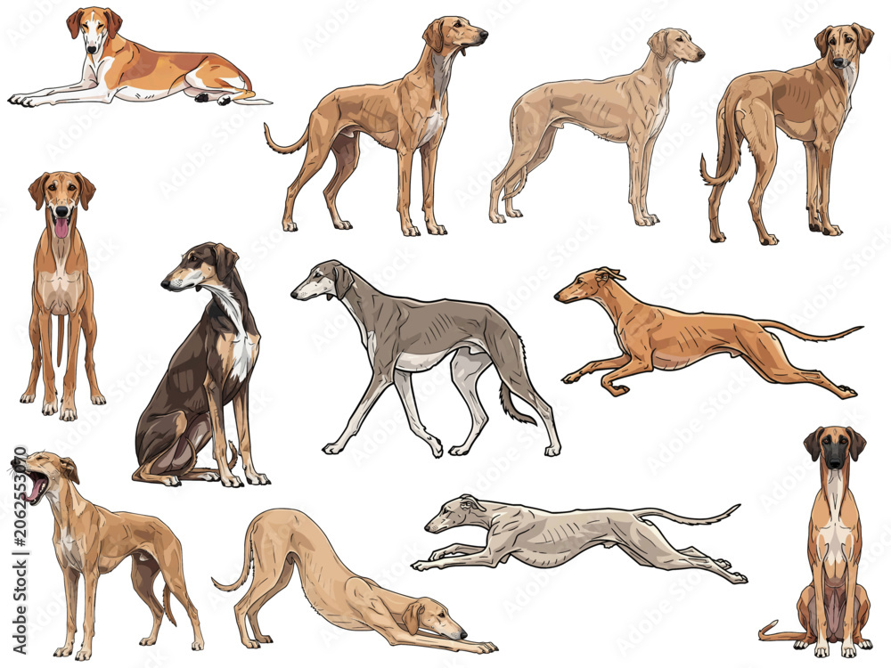 Obraz premium Sloughi dog 12 profile poses bundle pack vector illustration
