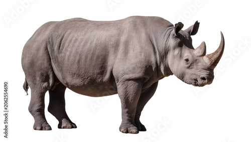 Принти на полотні Gray rhinoceros with large horn standing profile view