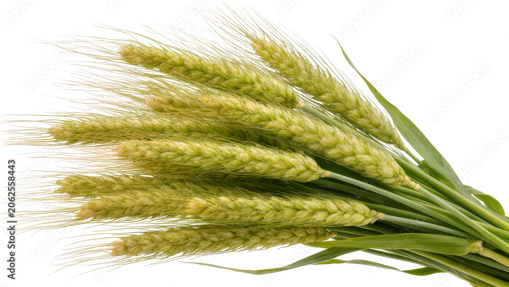 Fototapeta premium Green wheat ears with long awns and leaves