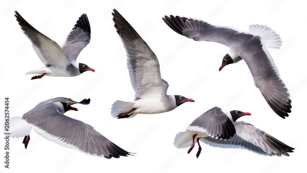 Obraz premium Five seagulls in flight with gray white, and black feathers