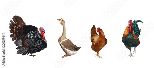 Different types of birds including turkey, goose, chicken, and rooster in a simple layout with no background